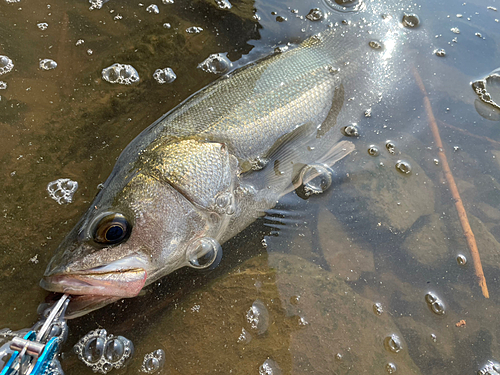 スズキの釣果