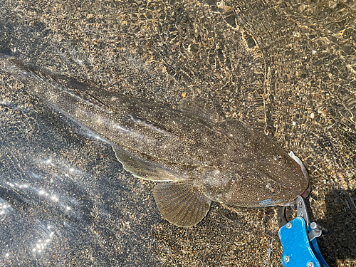 マゴチの釣果