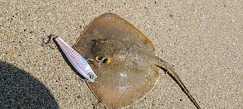 アカエイの釣果