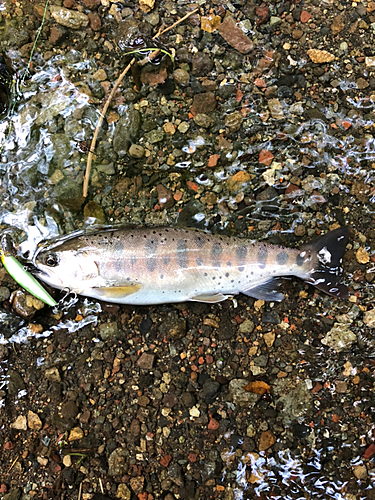 ヤマメの釣果