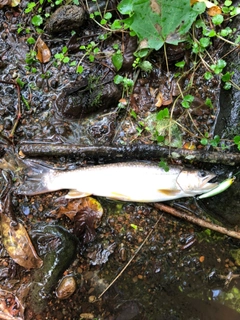 イワナの釣果