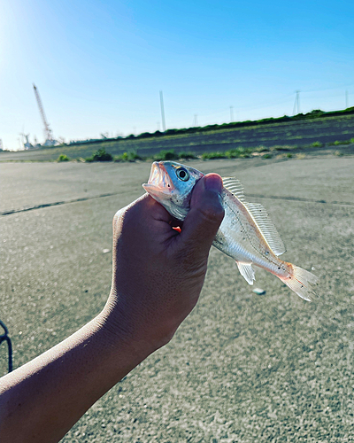 イシモチの釣果