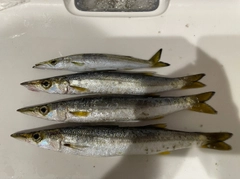 カマスの釣果