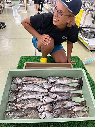 シロムツの釣果