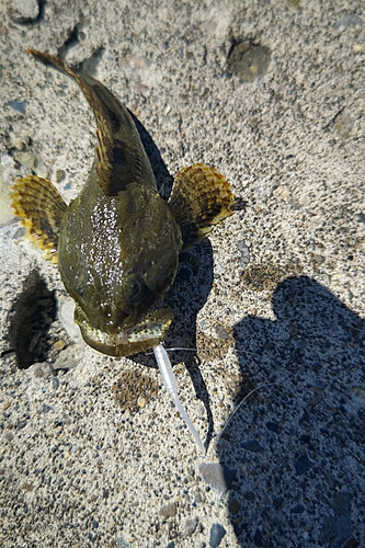 カジカの釣果