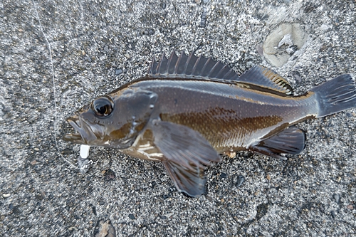 エゾメバルの釣果