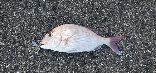 マダイの釣果