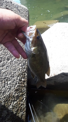 スモールマウスバスの釣果