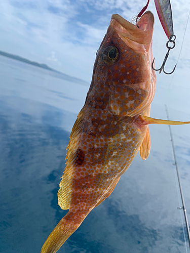 カマスの釣果