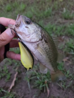 ラージマウスバスの釣果