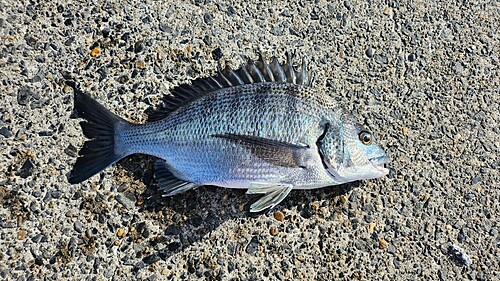 クロダイの釣果