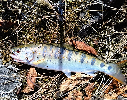 アマゴの釣果