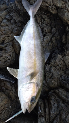 カンパチの釣果