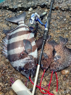 イシガキダイの釣果