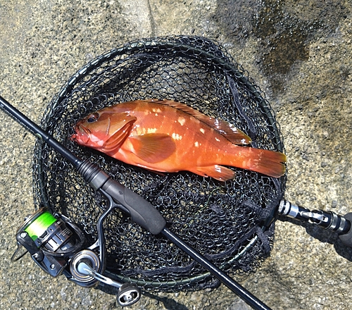 アカハタの釣果