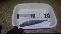 サバの釣果