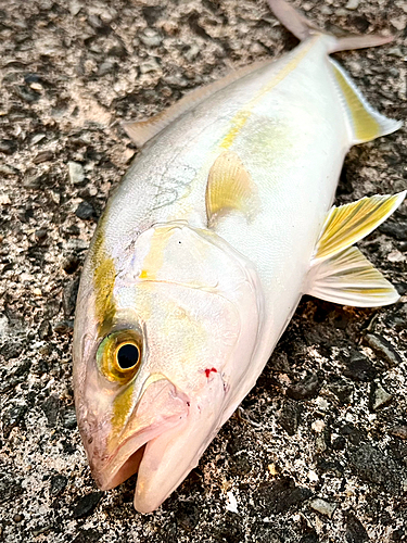 シオの釣果