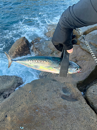 マルソウダの釣果