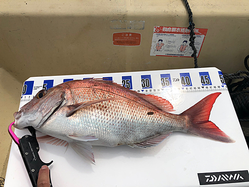 タイの釣果