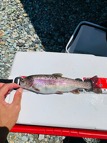 ニジマスの釣果