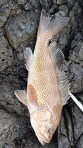 オオモンハタの釣果