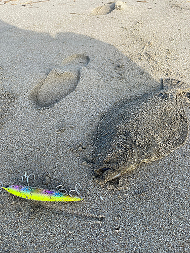 ソゲの釣果