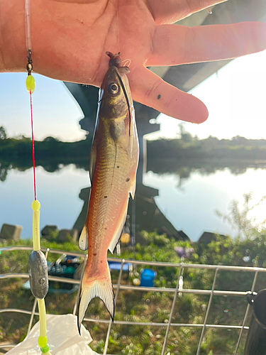 アメリカナマズの釣果