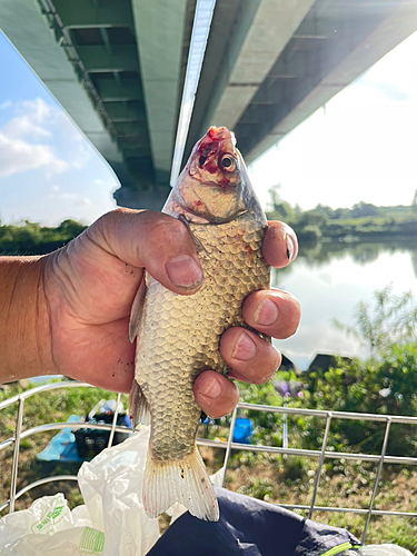 ギンブナの釣果