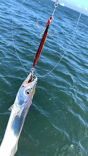 タチウオの釣果