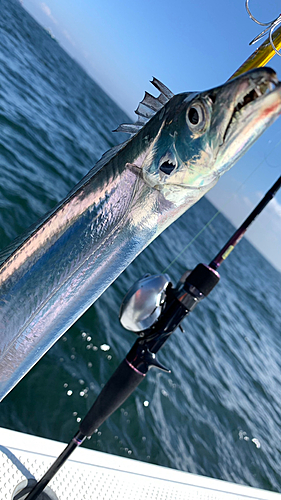 タチウオの釣果