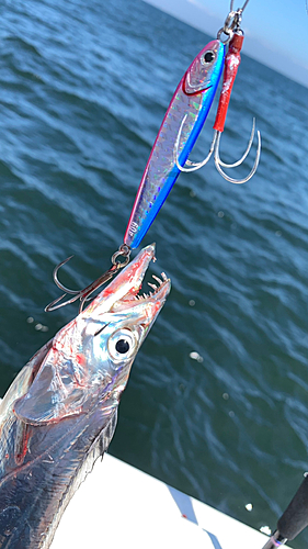 タチウオの釣果