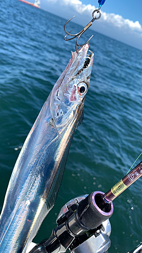 タチウオの釣果