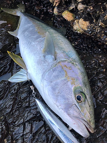 ヒラマサの釣果