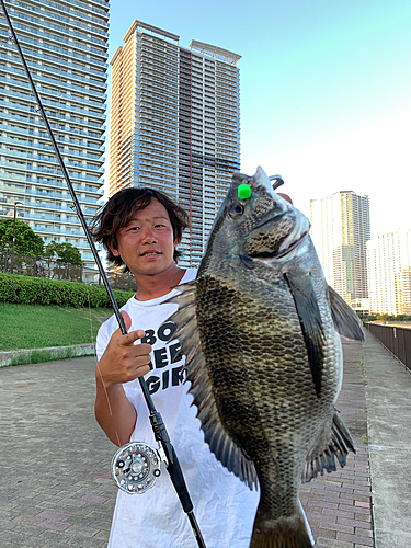 チヌの釣果