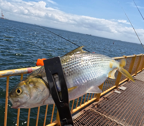 コノシロの釣果