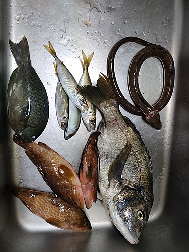 チヌの釣果