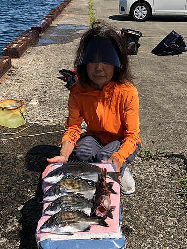 クロダイの釣果