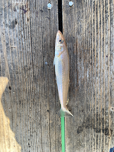 シロギスの釣果