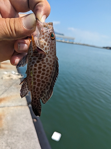 オオモンハタの釣果