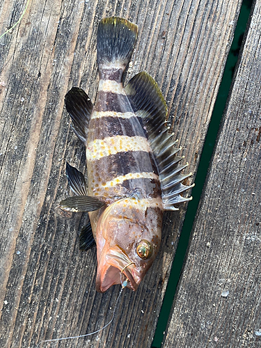 アオハタの釣果