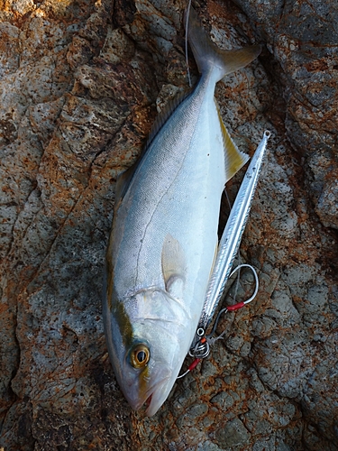 ショゴの釣果