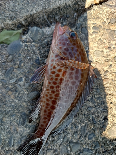 オオモンハタの釣果