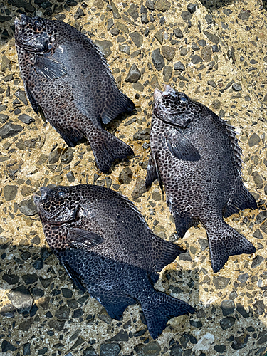 イシダイの釣果