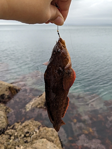 アブラコの釣果