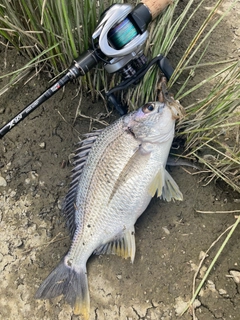 キビレの釣果