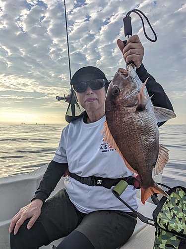 マダイの釣果