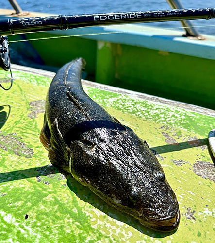 マゴチの釣果