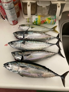 マルソウダの釣果