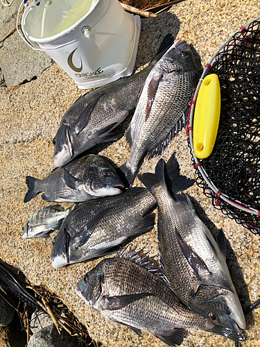 チヌの釣果