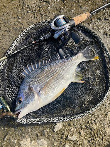 キビレの釣果